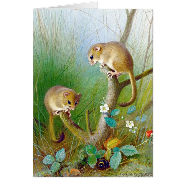 Dormice vintage (Devant)