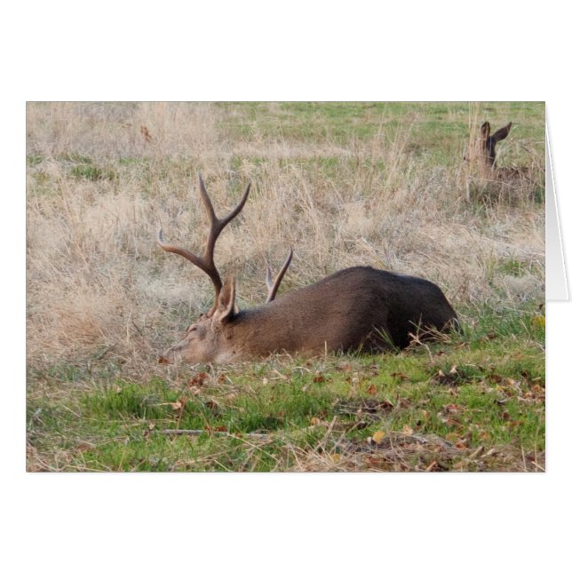 Dormir Buck/Me réveiller pour le gâteau (Devant horizontal)