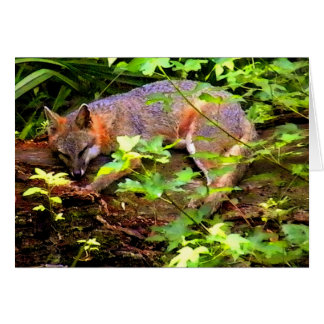 DORMIR DU FOX SUR UN ARBRE