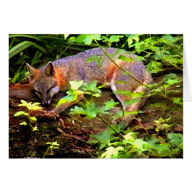 DORMIR DU FOX SUR UN ARBRE (Devant horizontal)
