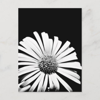 Doronicum flower art postcard (black and white)