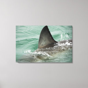 Dorsal aileron of a Great White shark Canvas Print