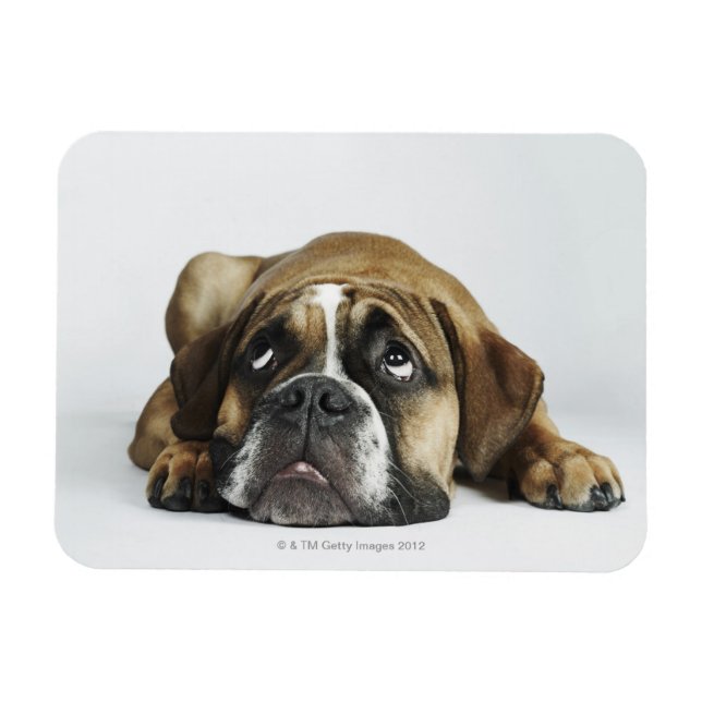 Dorset Old Tyme Bulldog Magnet (Horizontal)