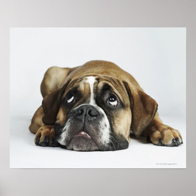 Dorset Old Tyme Bulldog Poster (Front)