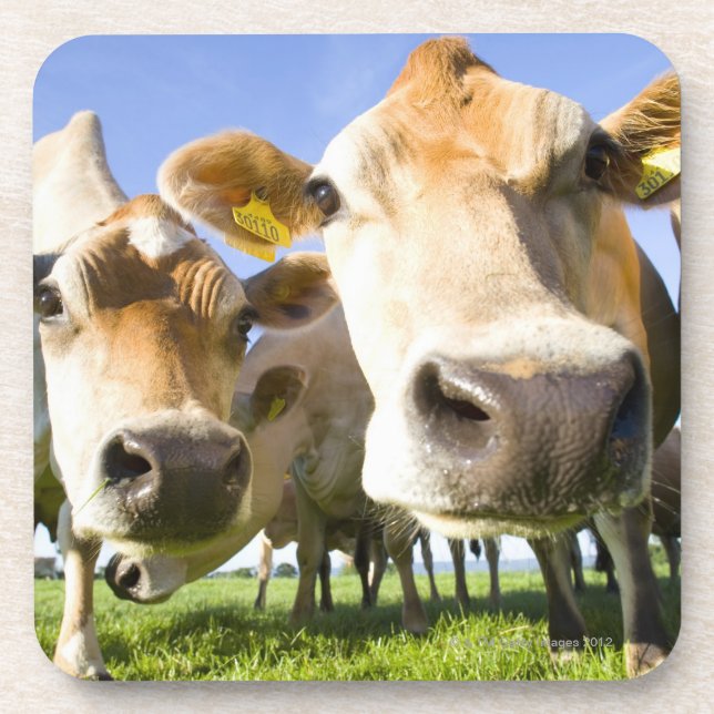 Dorset, UK Coaster (Front)