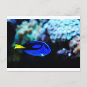 Dory , Blue Tang Fish Postcard