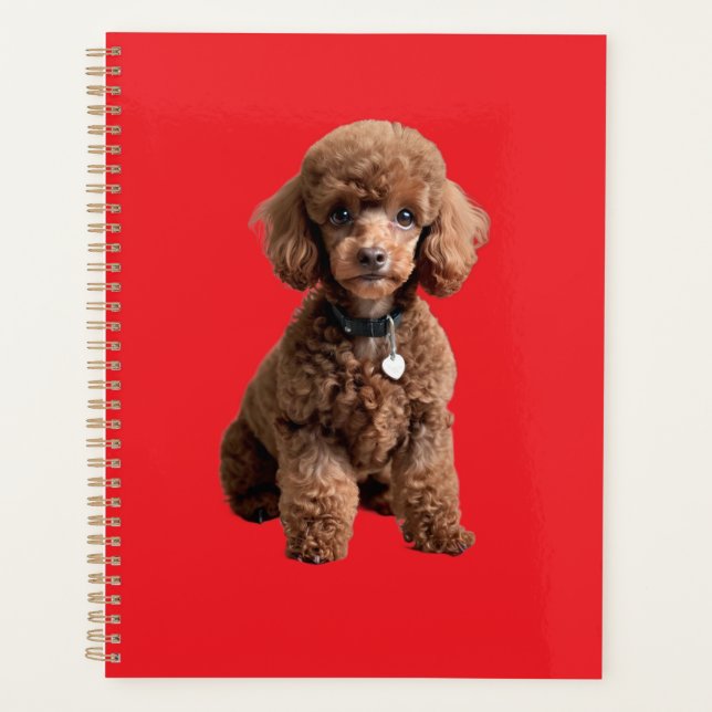 Dossier rouge de caniche jouet mignon (Devant)