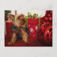 Dot - Yorkshire Terrier - Rodgers