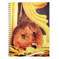 Doting Mama Dove