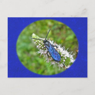 Double Banded Scoliid Wasp on Mint Postcard