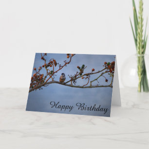 Double-barred finch on branch blank Birthday card