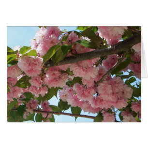 Double Blossoming Cherry