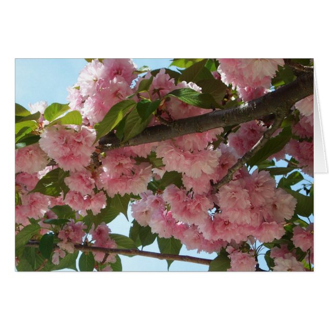 Double Blossoming Cherry (Devant horizontal)