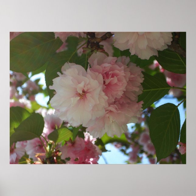 Double Blossoming Cherry Tree I Spring Floral Poster (Front)