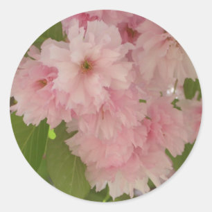 Double Blossoming Cherry Tree II Spring Floral Classic Round Sticker