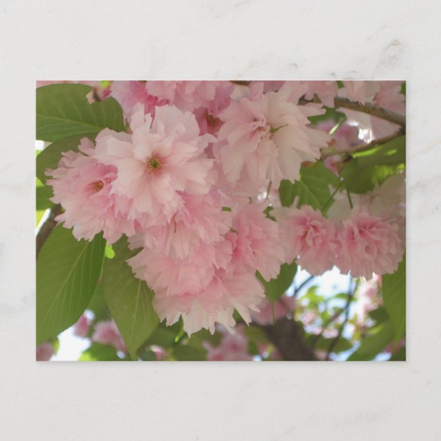 Double Blossoming Cherry Tree II Spring Floral Postcard (Front)