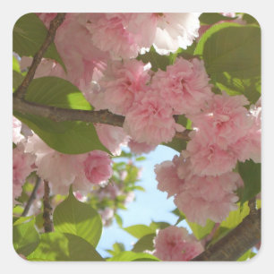 Double Blossoming Cherry Tree III Spring Floral Square Sticker