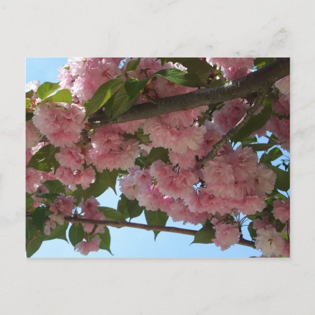 Double Blossoming Cherry Tree IV Spring Postcard (Front)