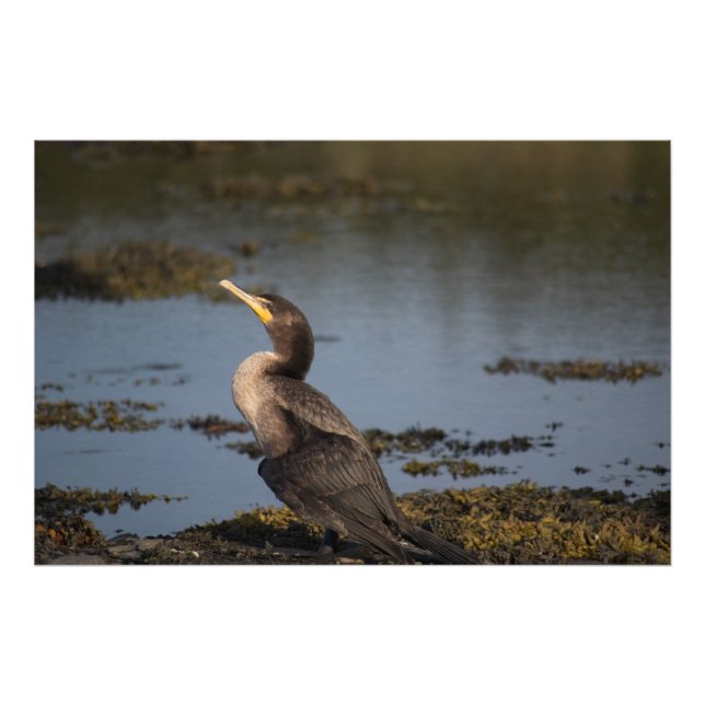 Double breasted cormorant photo print (Front)