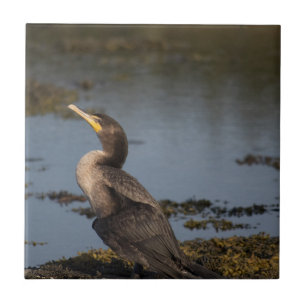 Double breasted cormorant tile