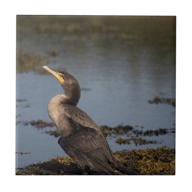 Double breasted cormorant tile (Front)
