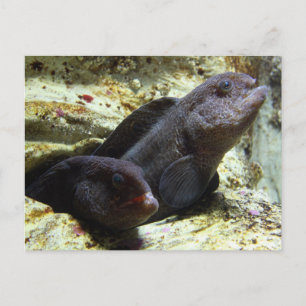 Double carte postale