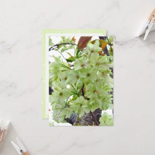 Double Cherry Blossom: Gioiko Card