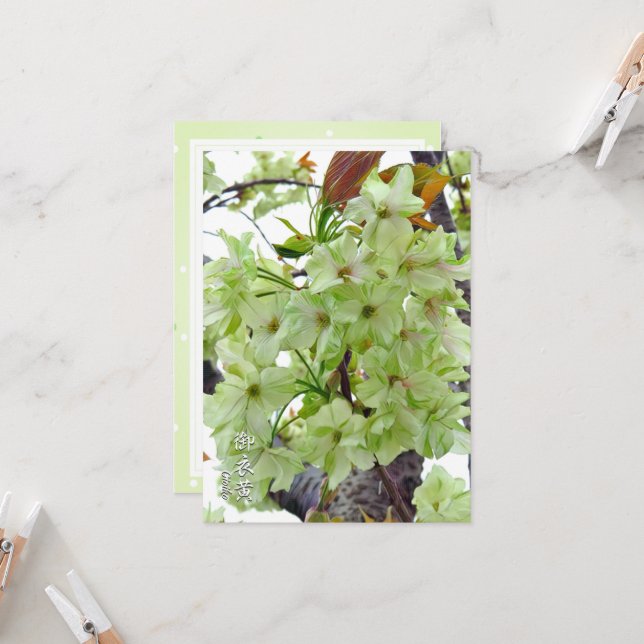 Double Cherry Blossom: Gioiko Card (Front/Back In Situ)