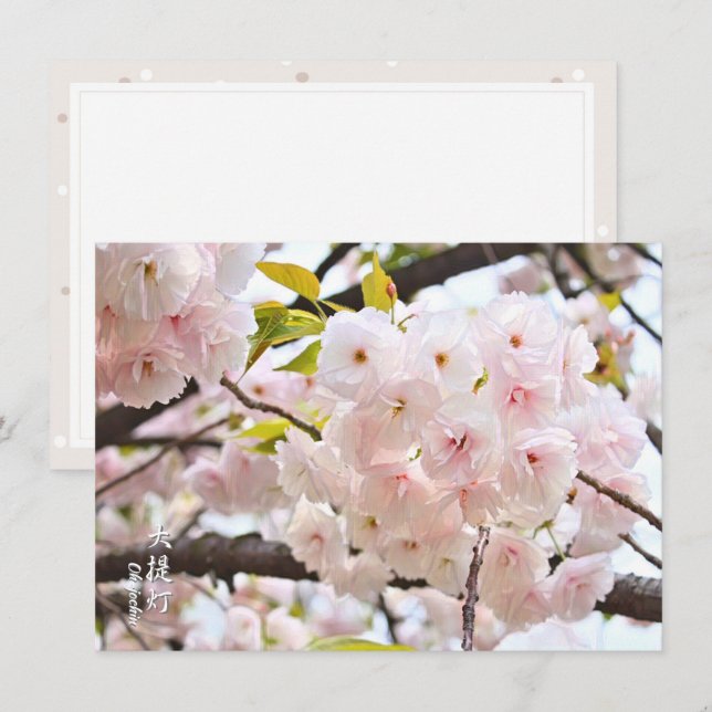 Double Cherry Blossom: Oh-jochin Card (Front/Back)