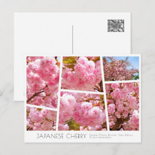 Double Cherry Blossom: Sato-zakura Postcard