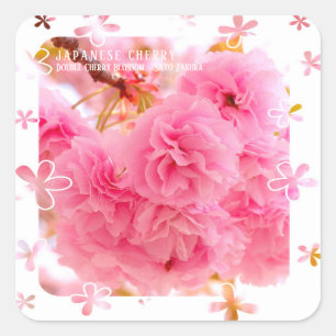 Double Cherry Blossom: Sato-zakura Square Seal