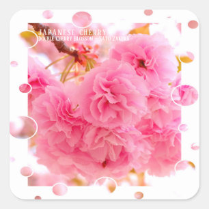 Double Cherry Blossom: Sato-zakura Square Sticker