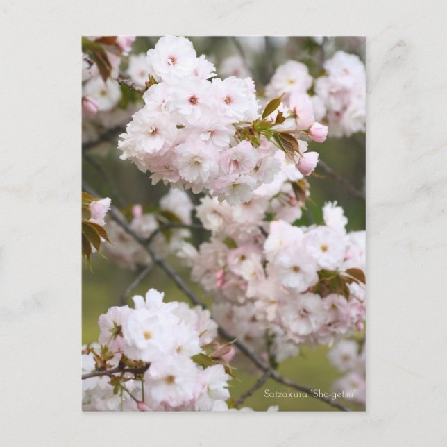 Double Cherry Blossom 'Shogetsu' Postcard (Front)