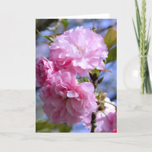 Double Cherry Blossoms Card