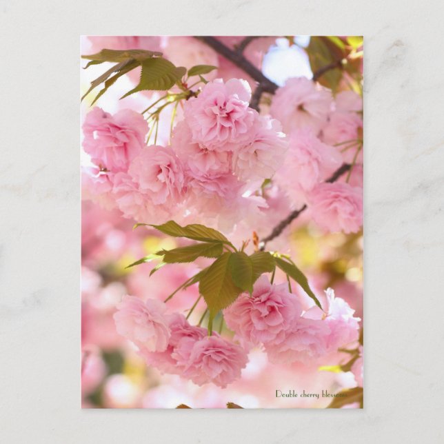 Double cherry blossoms [Postcard] Postcard (Front)