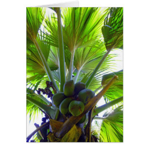 Double Coconut palm