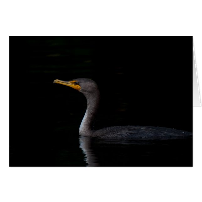 Double Crested Cormorant 01 (Front Horizontal)