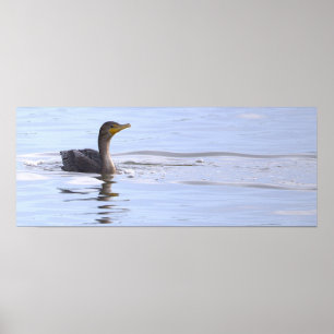 Double-crested Cormorant Bird Poster
