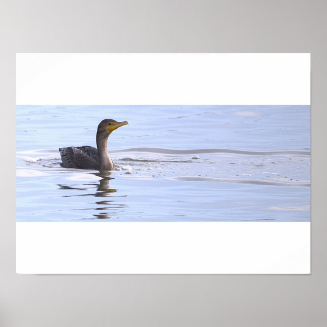Double-crested Cormorant Bird Poster (Front)