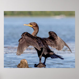 Double-crested Cormorant on Lake Champlain Poster
