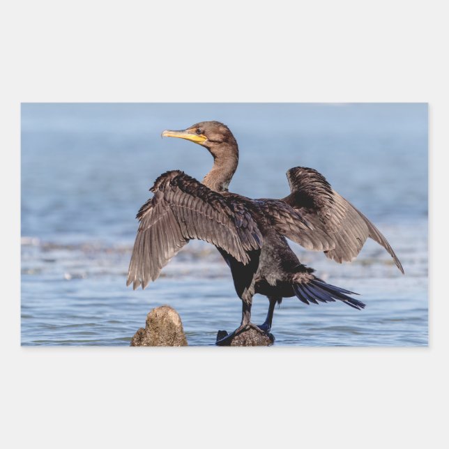 Double-crested Cormorant on Lake Champlain Sticker (Front)