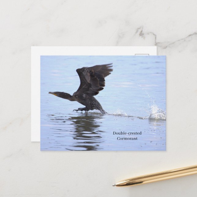 Double-crested Cormorant Postcard (Front/Back In Situ)