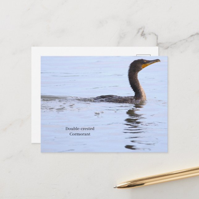 Double-crested Cormorant Postcard (Front/Back In Situ)