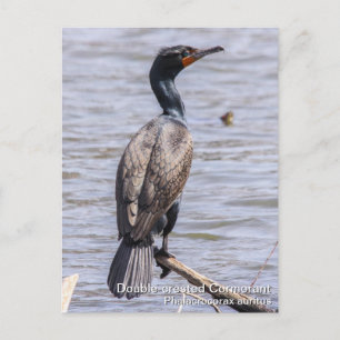 Double-crested Cormorant Postcard
