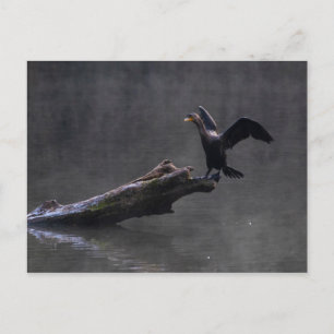 Double-crested Cormorant Postcard
