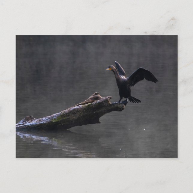Double-crested Cormorant Postcard (Front)