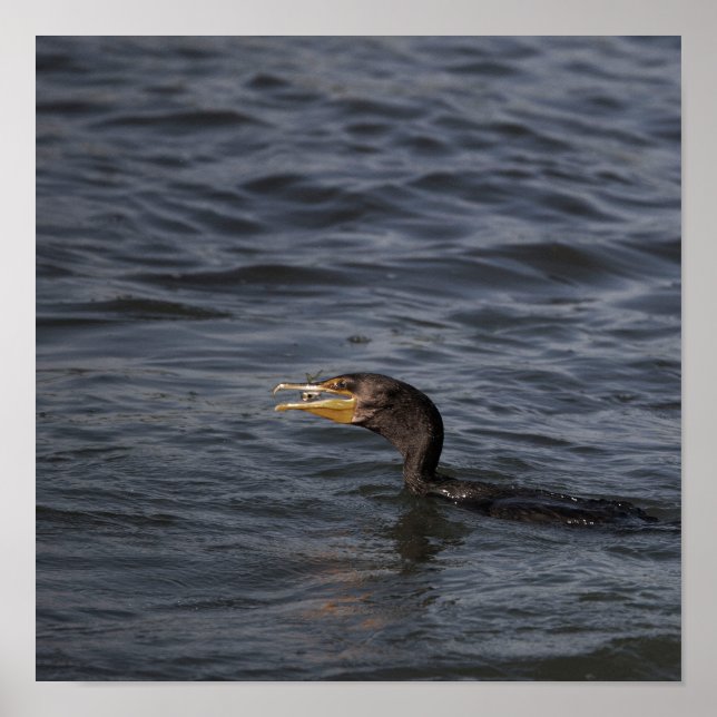 Double-crested Cormorant Poster (Front)