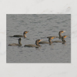 Double Crested Cormorants Photo Postcard