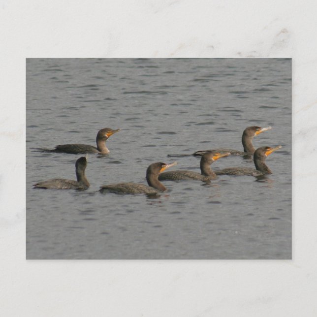 Double Crested Cormorants Photo Postcard (Front)