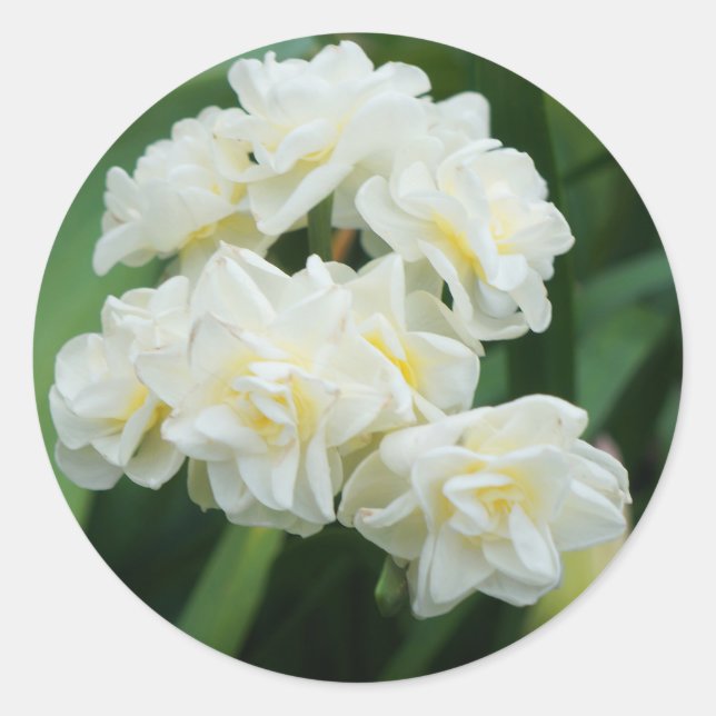 Double Daffodil #1 Stickers (Front)